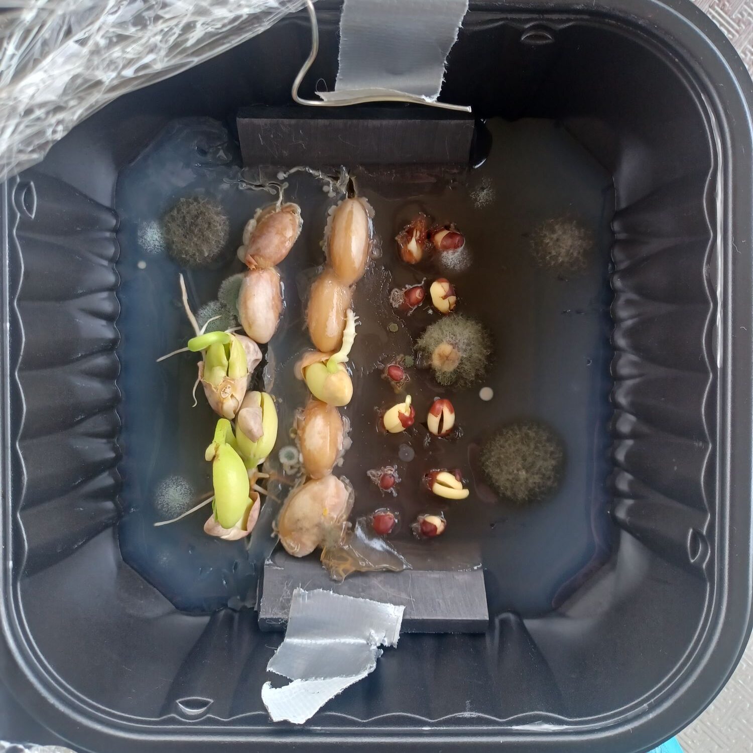 Results from Electrical Plant Induction experiment